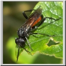 Macrophya annulata - Blattwespe 02.jpg